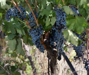 (Italiano) Raddoppiati i consumi vini bio in Italia