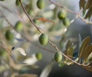 (Italiano) Olio d’oliva: consigli per un consumo responsabile